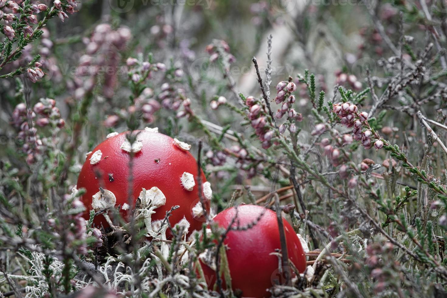 fungo velenoso nel un' erica campo nel il foresta. velenoso fungo. rosso berretto, bianca individuare foto