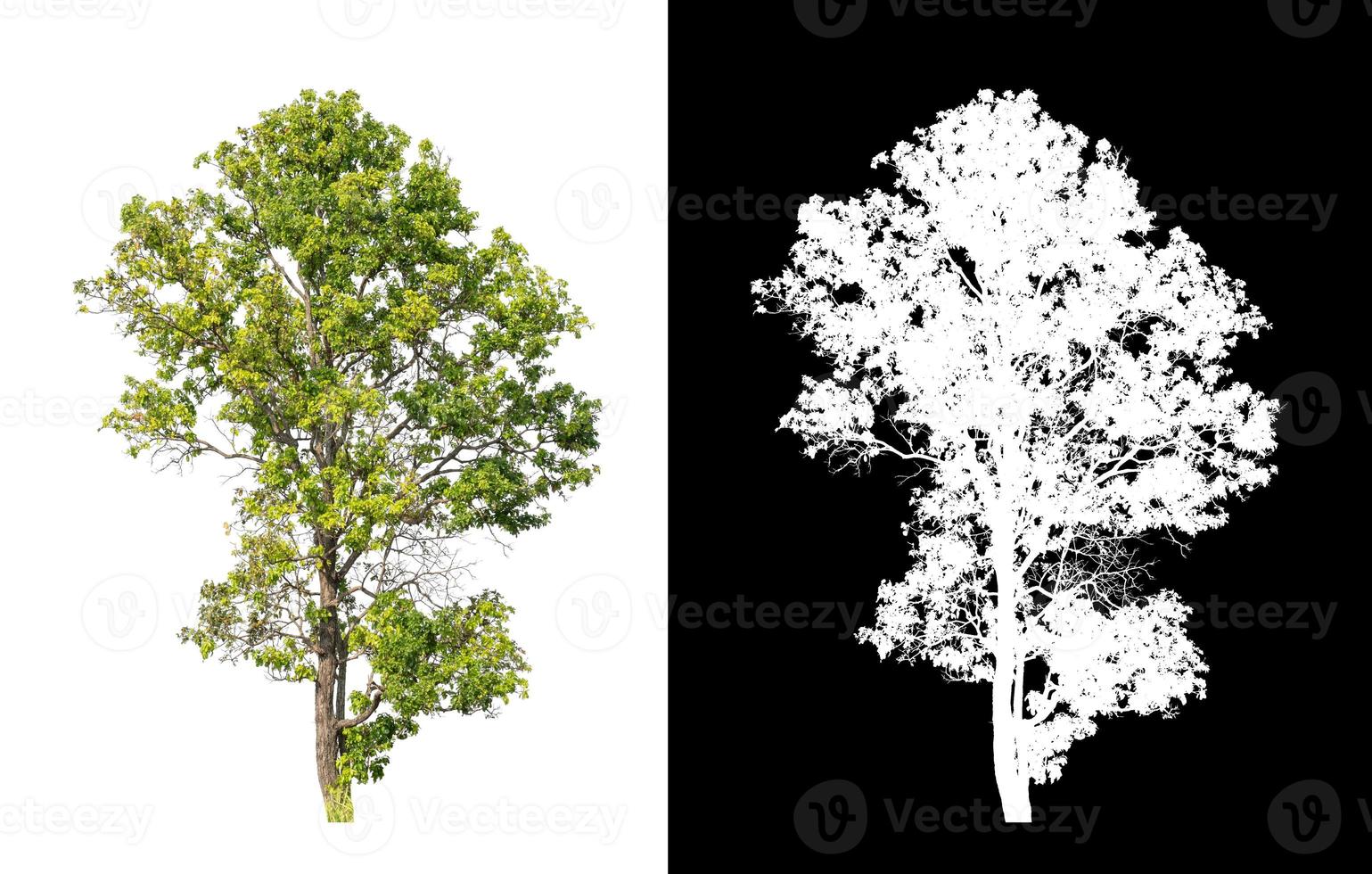 albero quello siamo isolato su bianca sfondo siamo adatto per tutti e due stampa foto