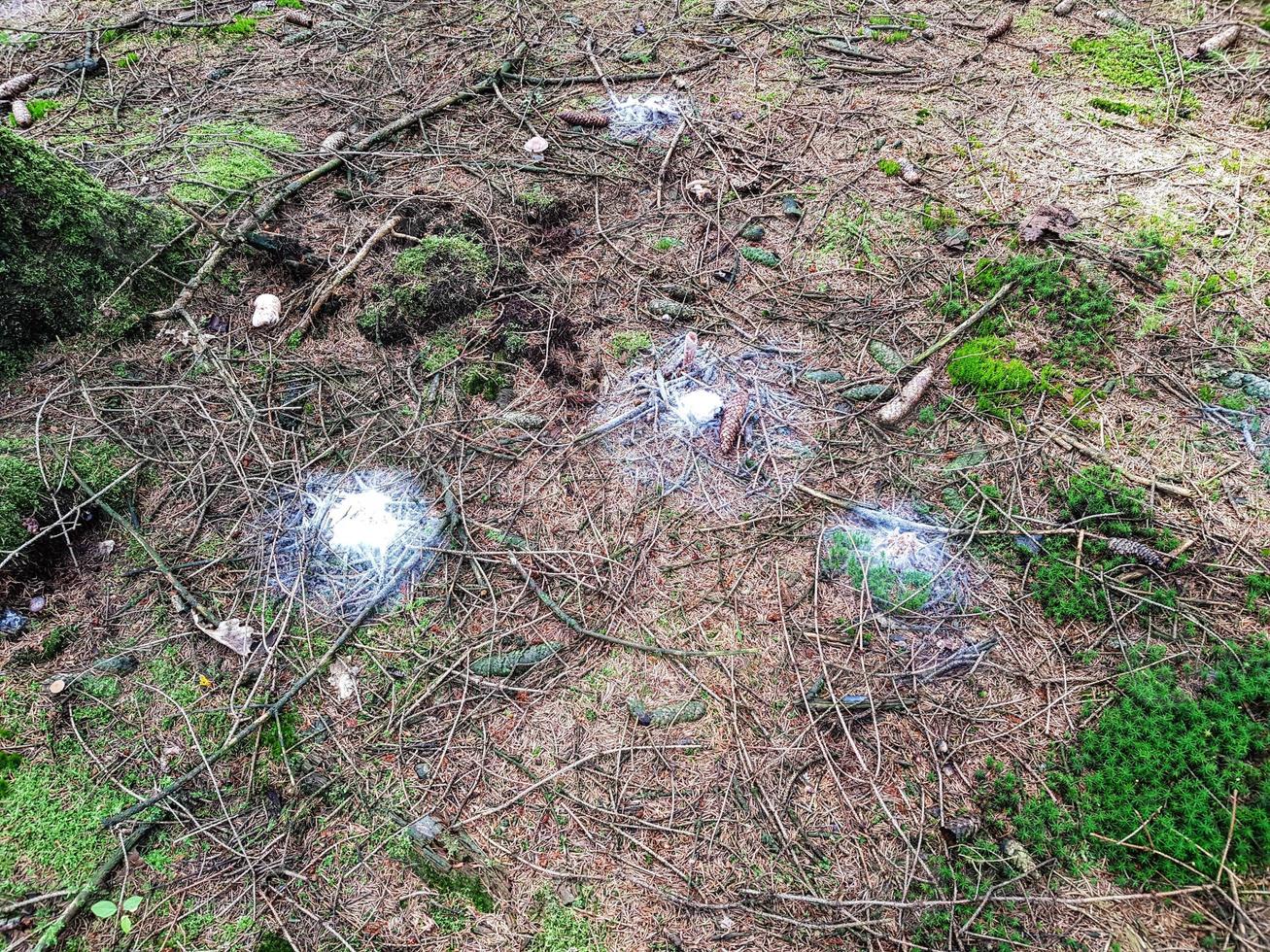 fresco selvaggio funghi su di il foresta foto