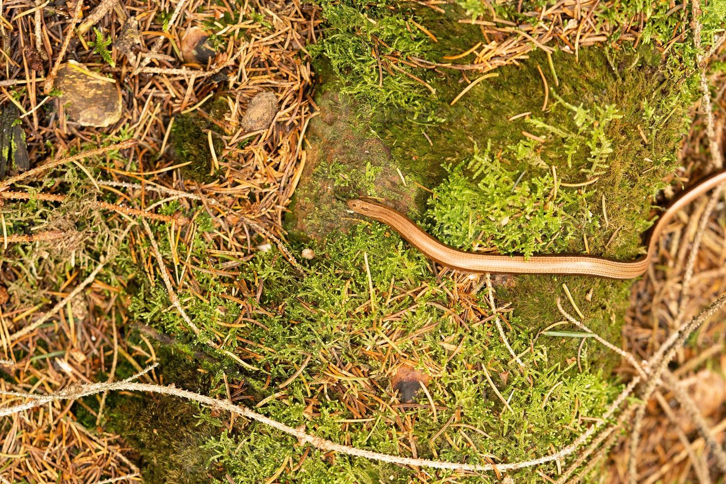 anguis fragilis nella riserva naturale fischbeker heide hamburg foto