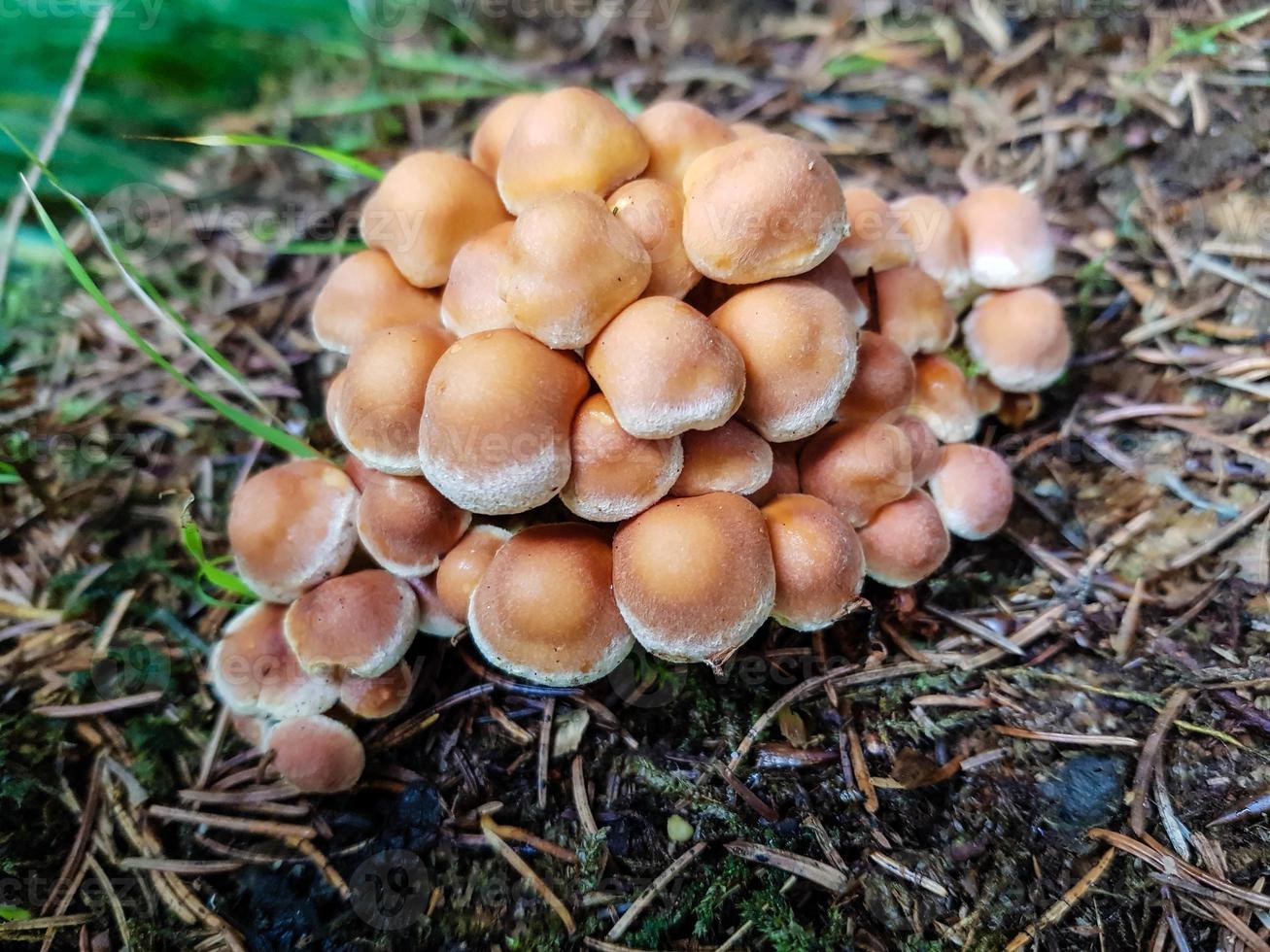 fresco selvaggio funghi su di il foresta foto