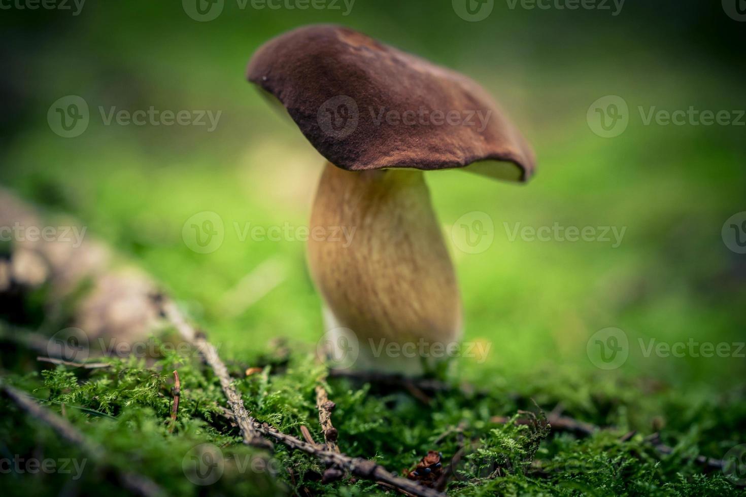 fresco selvaggio funghi su di il foresta foto