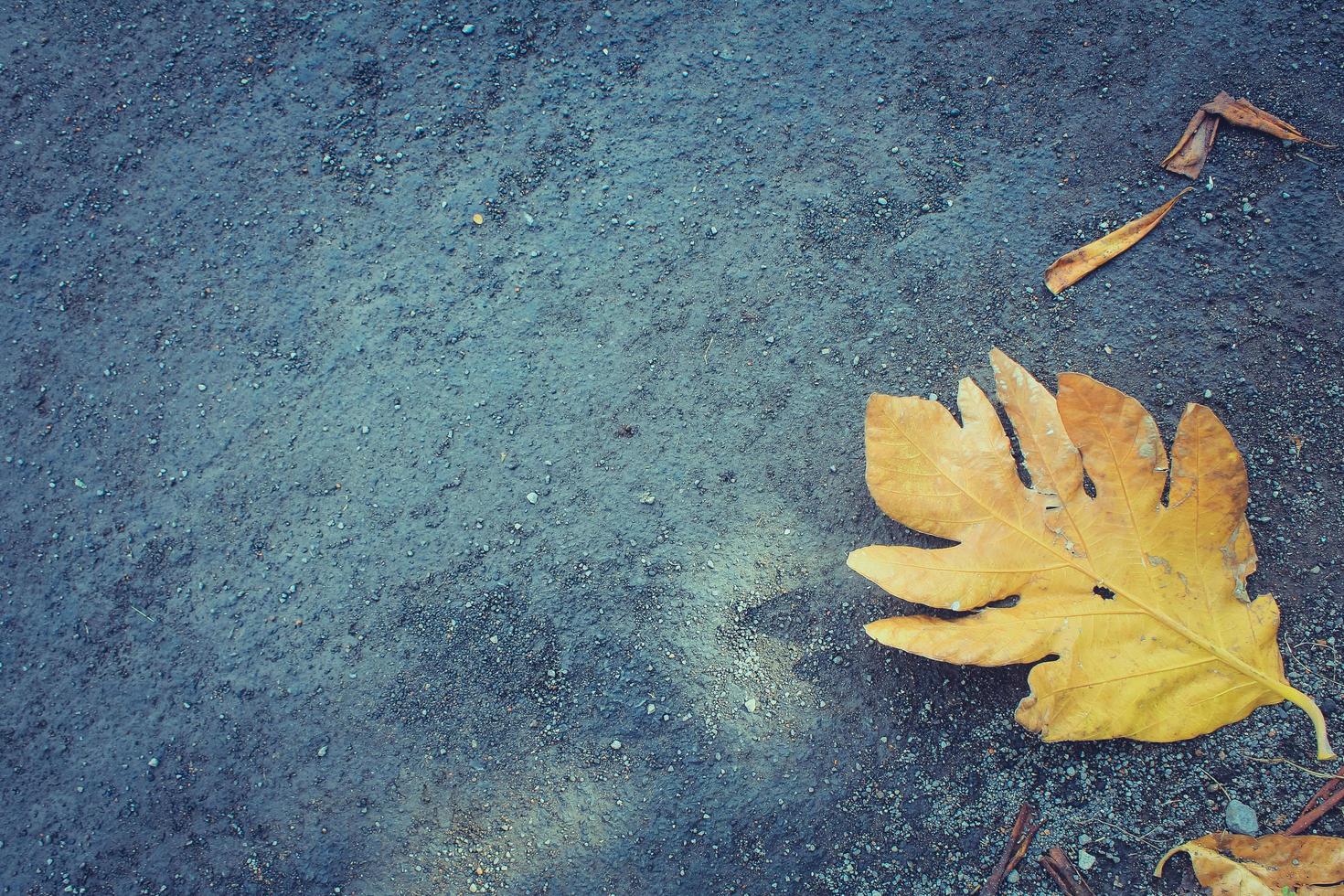 autunno secco le foglie su il terra foto