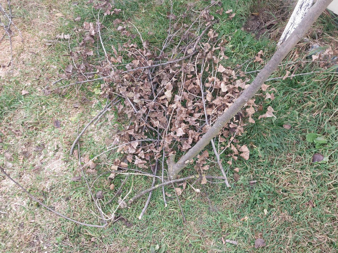 autunno potatura e pittura di alberi nel il giardino foto