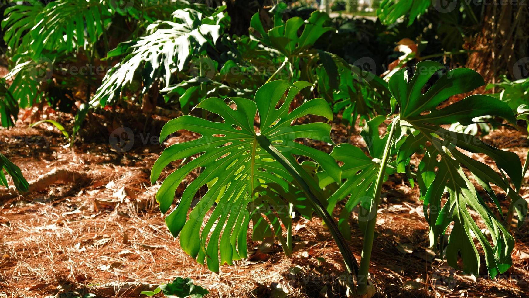 verde le foglie di pianta Monstera cresce nel selvaggio arrampicata albero giungla, foresta pluviale impianti sempreverde viti cespugli. tropicale giungla fogliame modello concetto sfondo. foto