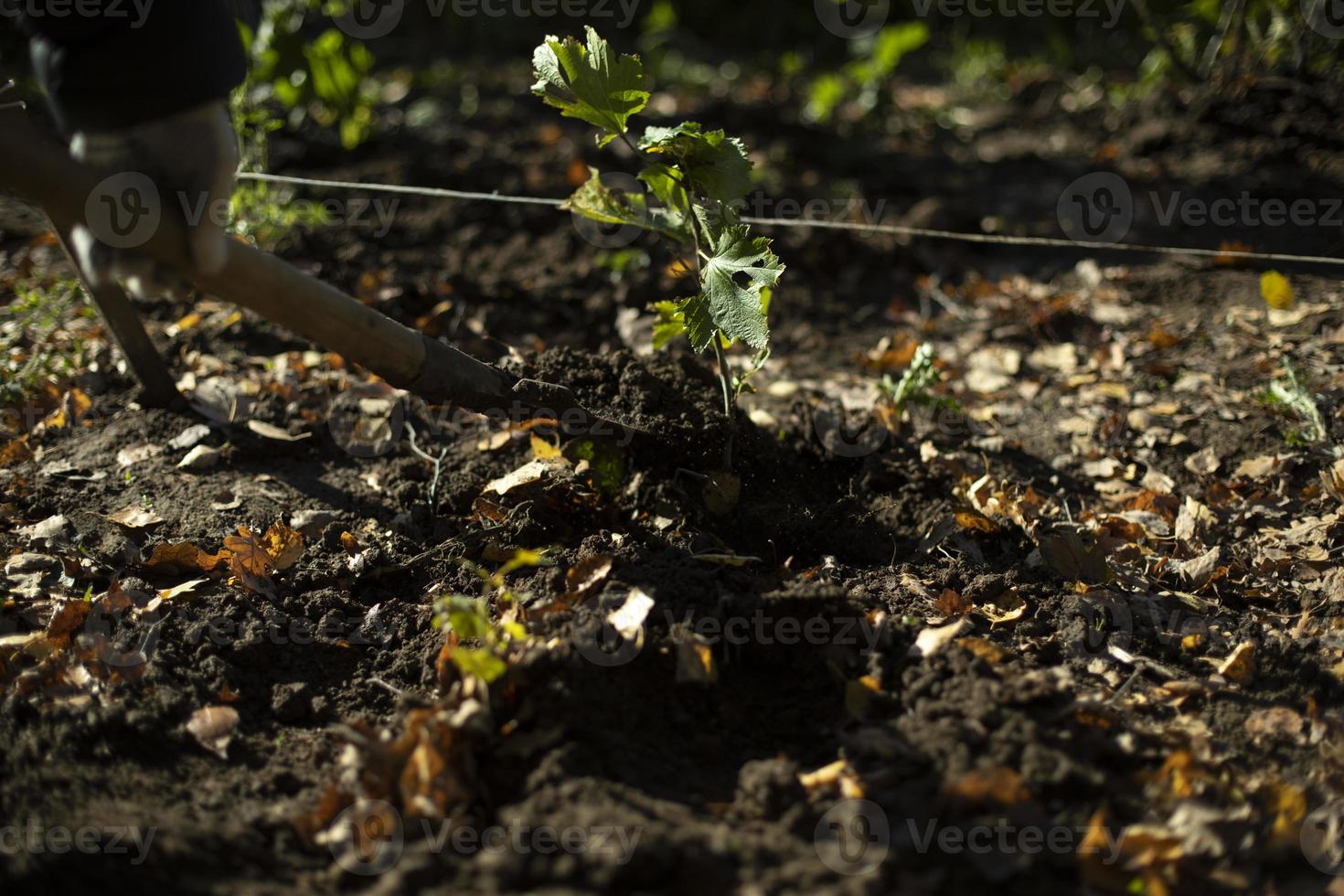 piantare pianta nel terra. pala e terra. opera nel giardino. foto