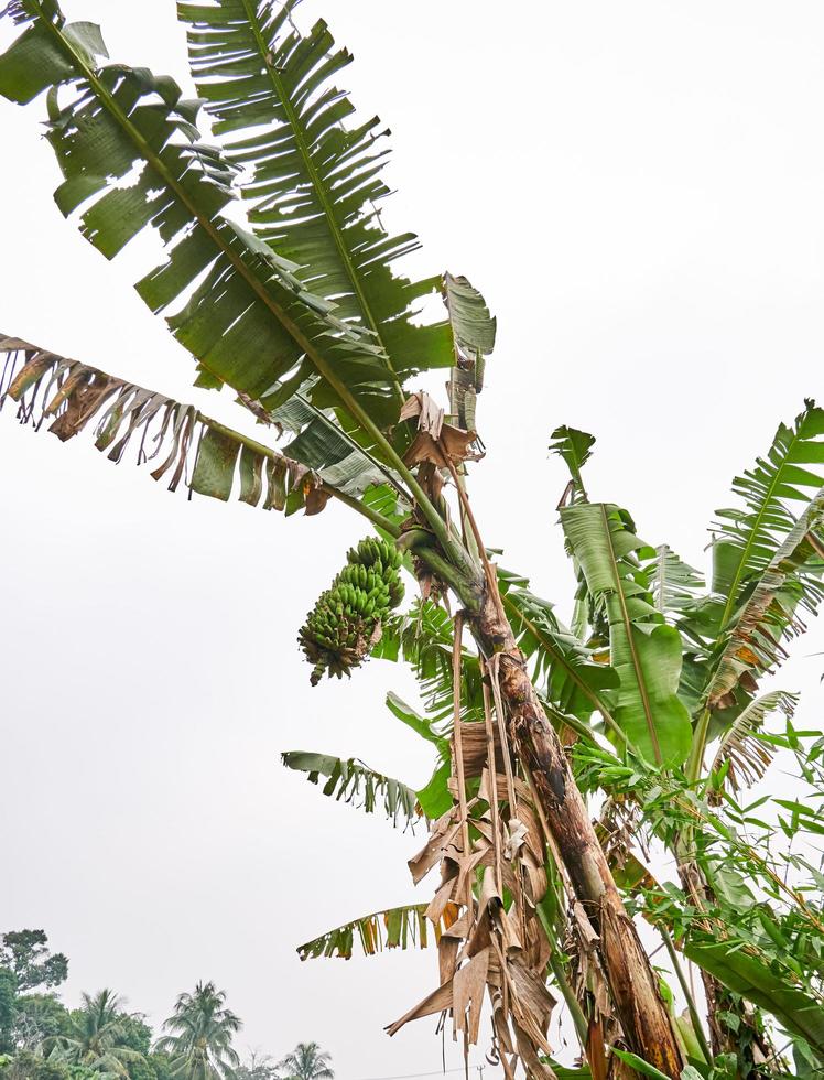 Banana albero in crescita fresco su un' piantagione foto