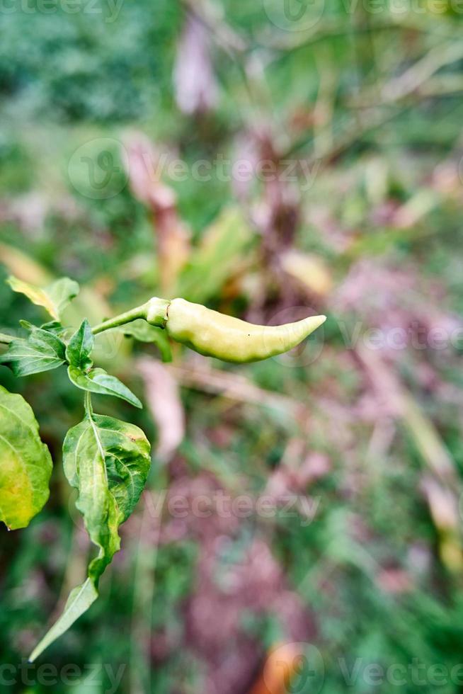 avvicinamento di fresco giallo peperoncini in crescita nel il giardino. pronto per raccogliere foto