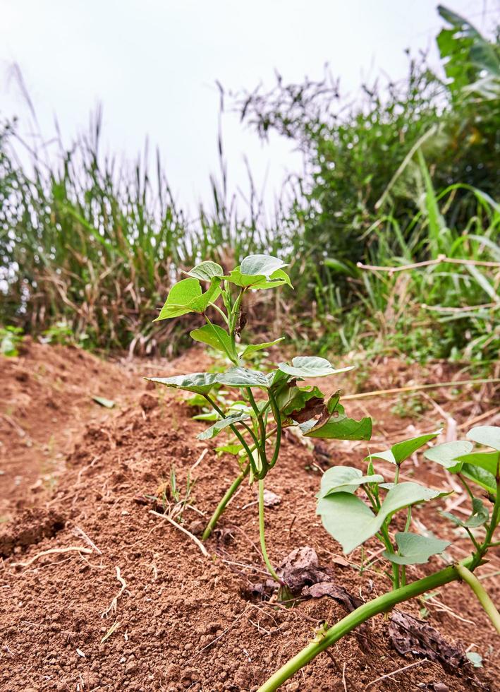 avvicinamento di bellissimo dolce Patata le foglie in crescita nel il giardino foto