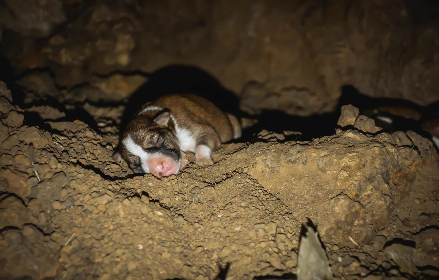 il rinascita di un' cucciolo nel un' tana foto