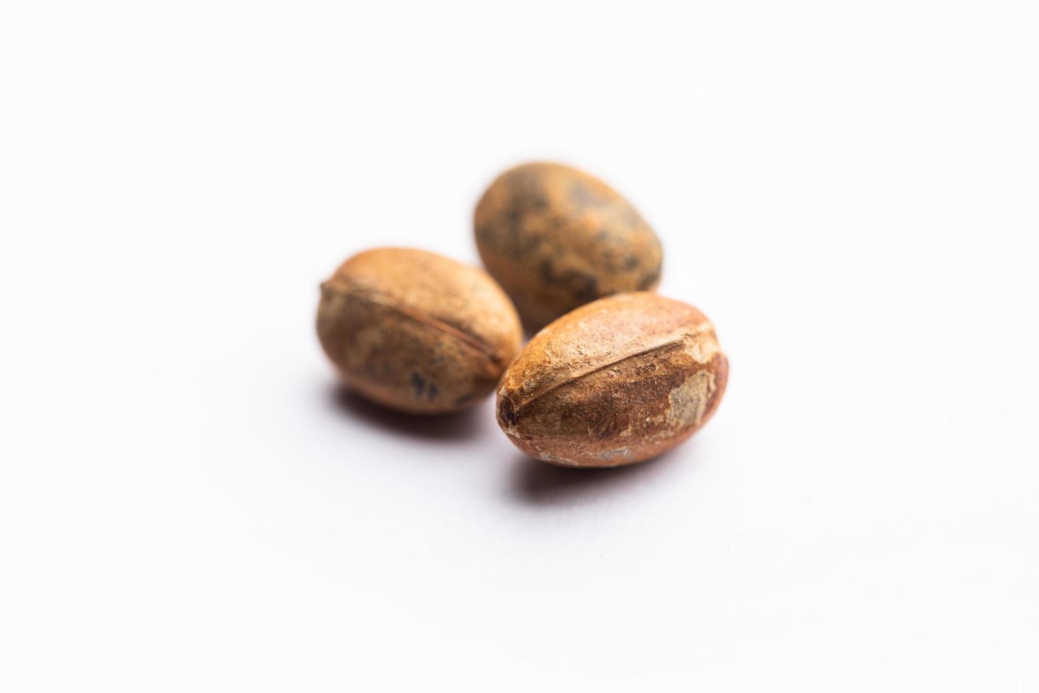 jamalgota o jayapala - croton tiglio seme è un ayurvedico medicina anche conosciuto come spurgo croton foto