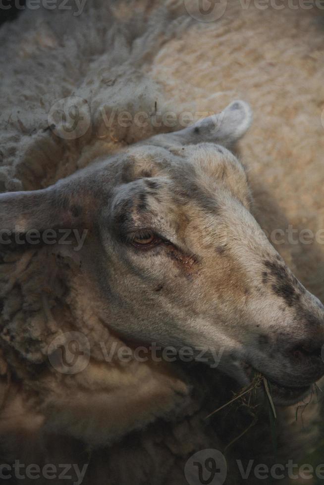 vicino su ritratto di un' pecora masticazione erba foto