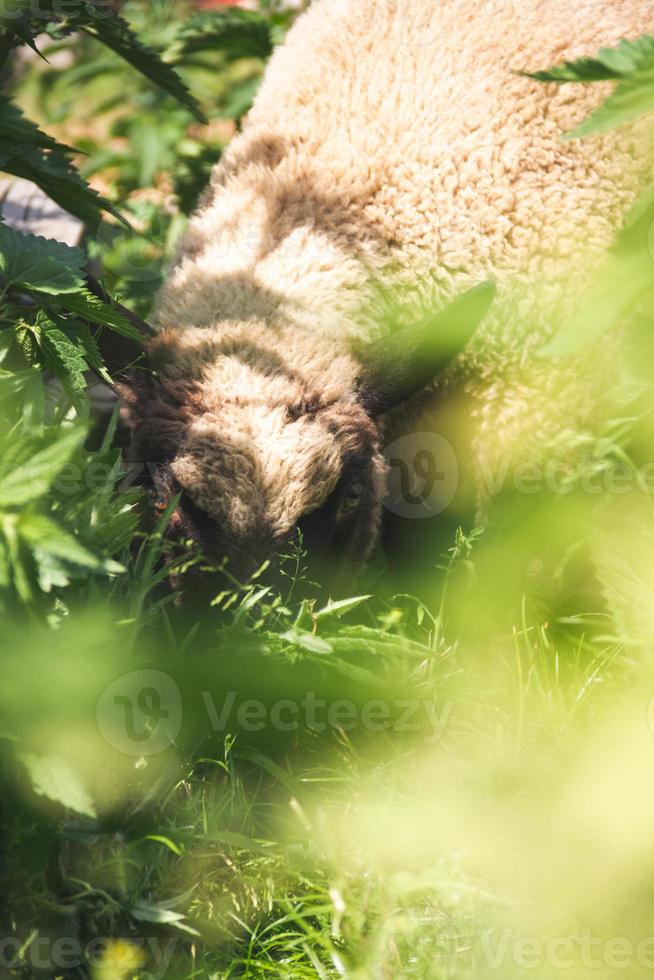 pecora mangia erba nel il pascolo foto