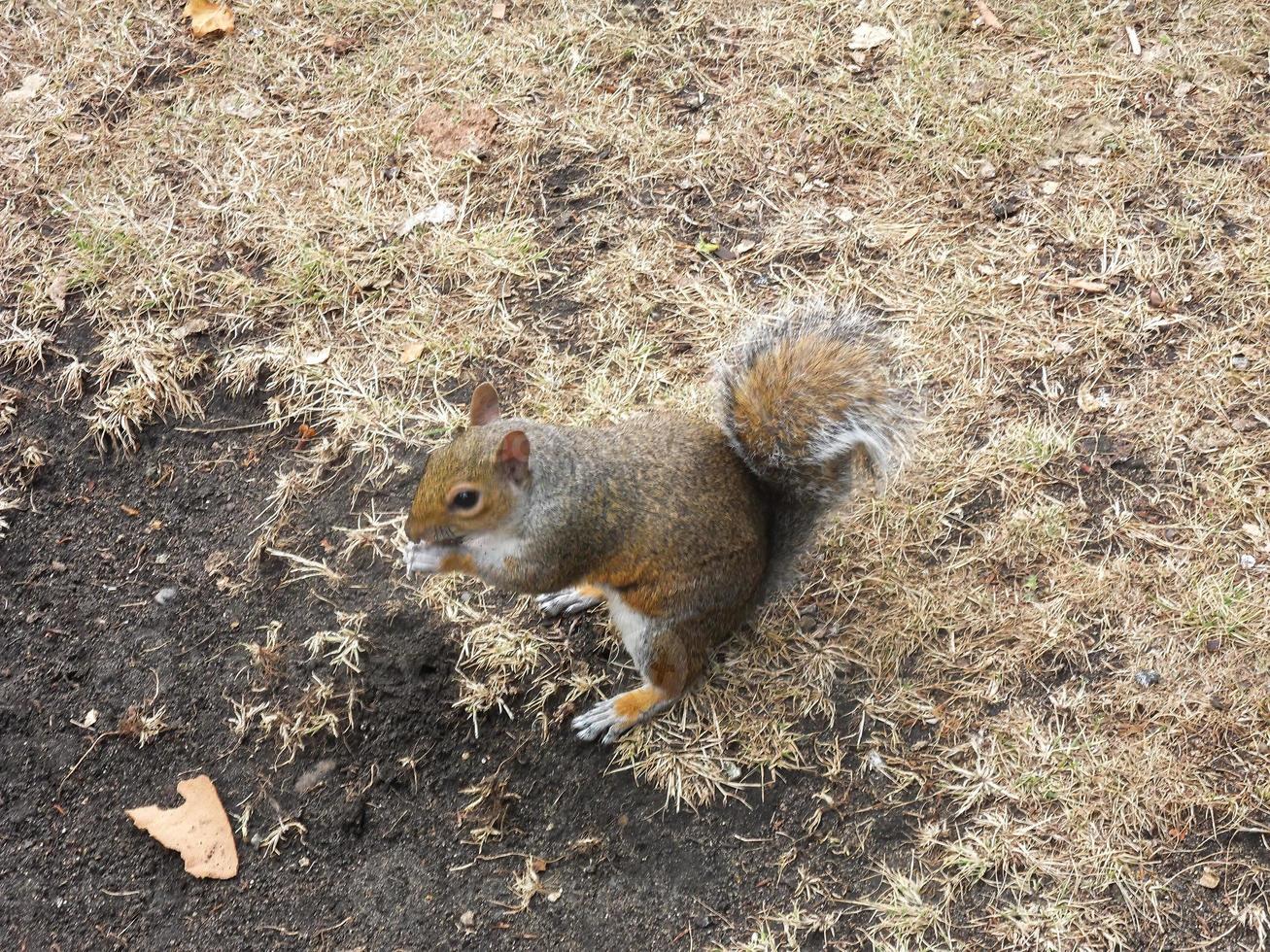 piccolo Marrone scoiattolo su il terra mangiare un' Noce foto