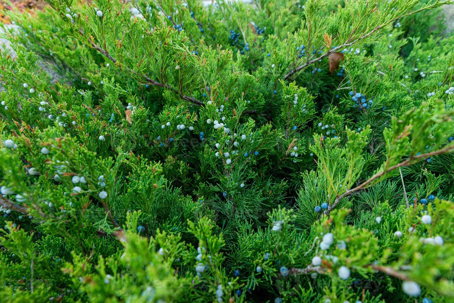 separatamente in crescita conifera nel il parco. grande conifero foto