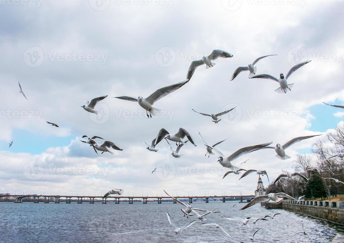 il gabbiani liberamente volante nel il cielo e guardare per il cibo. foto