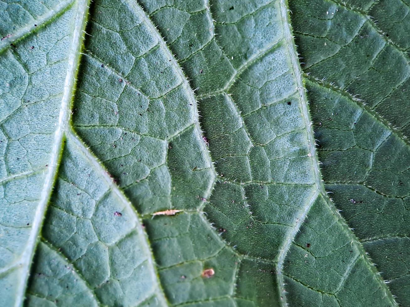 molto estetico verde melone fresco foglia struttura, adatto per sfondo sfondo foto