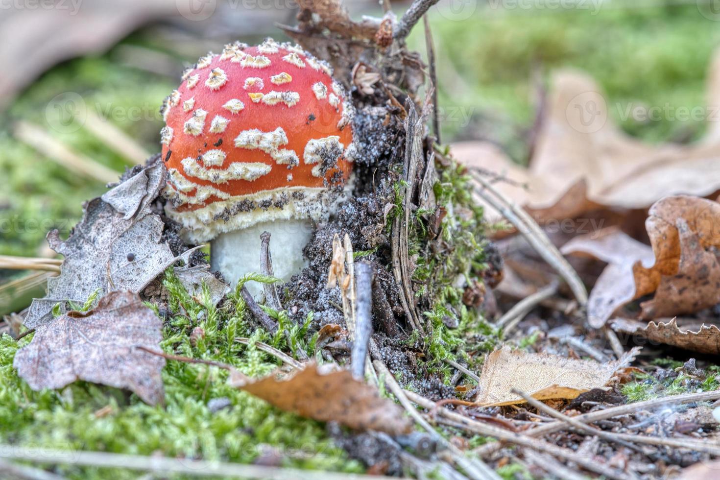 fungo velenoso a il parte inferiore di un' conifero foresta nel il boschi. velenoso fungo. foto