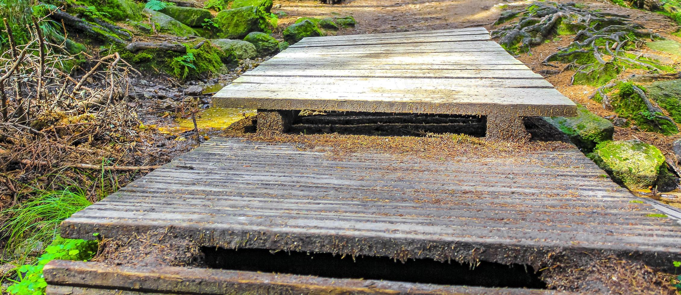 di legno escursioni a piedi pista e le scale nel natura foresta harz Germania. foto