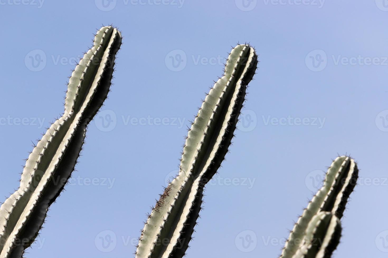 molto acuto aghi su il le foglie di un' grande cactus. foto