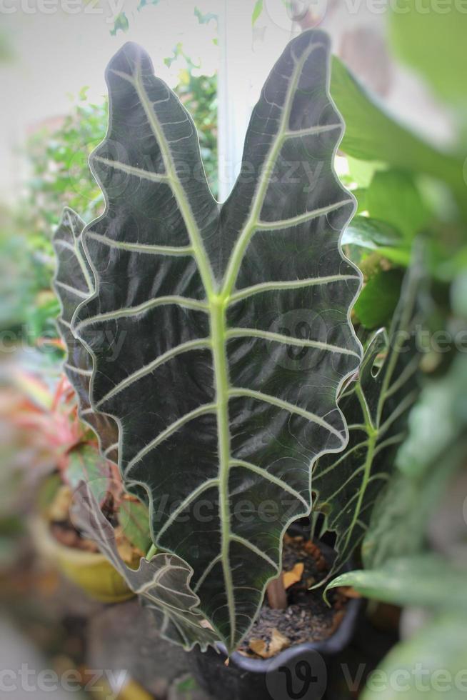 selettivo messa a fuoco di alocasia amazonica su il pentola nel il giardino foto