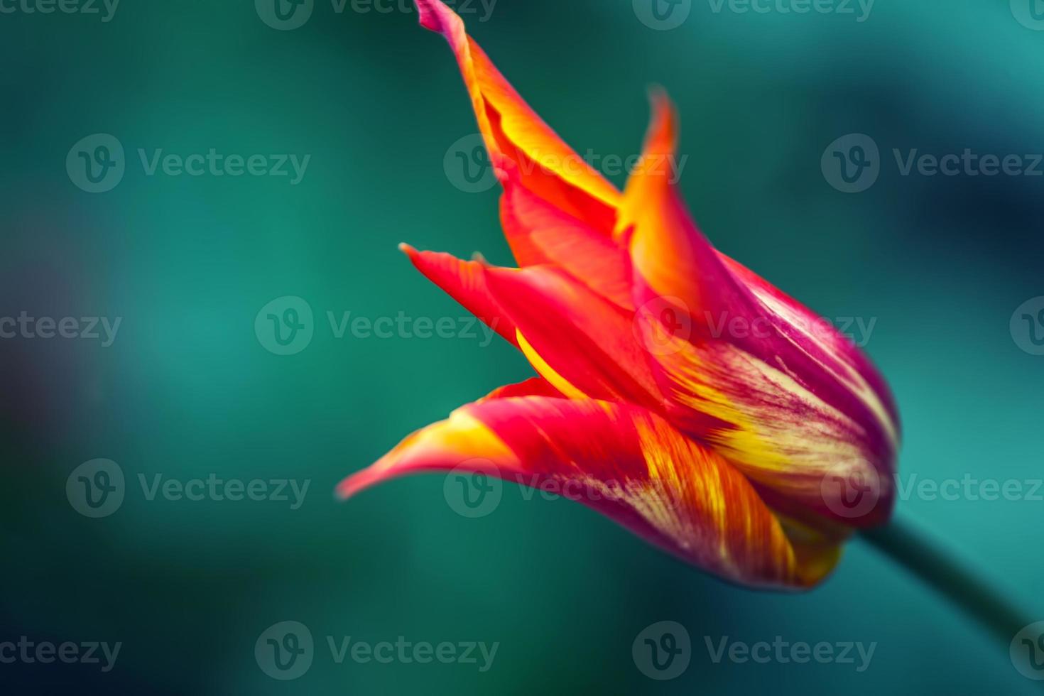 il tulipano foto