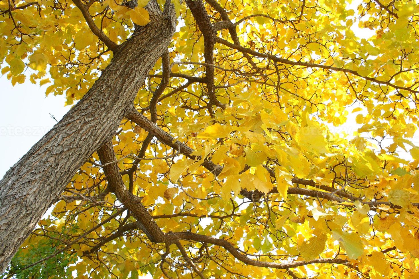 albero d'autunno foto