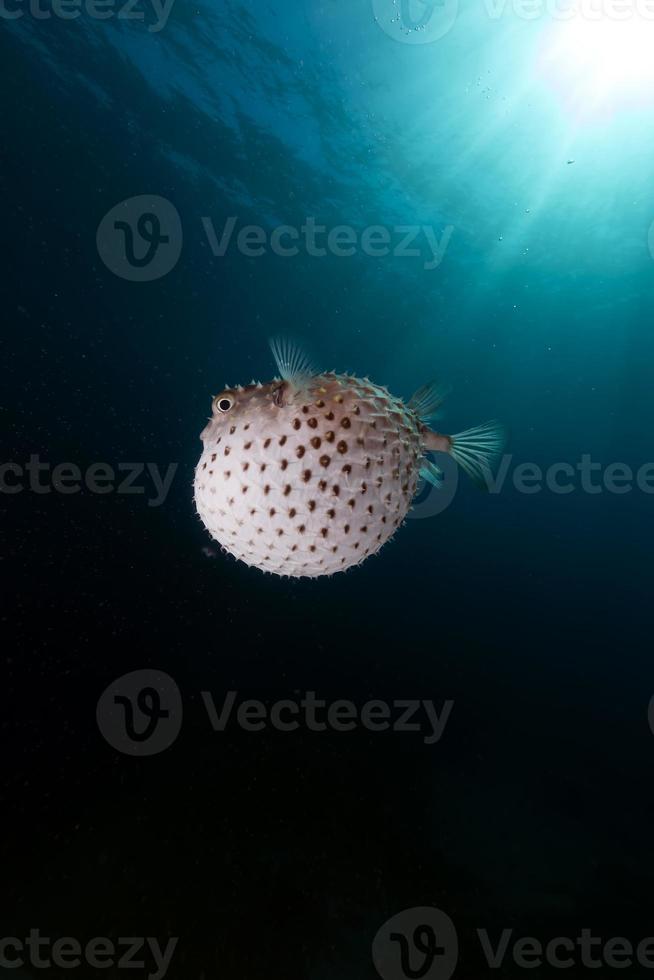 burrfish a macchie gialle usando il suo sistema di difesa. foto