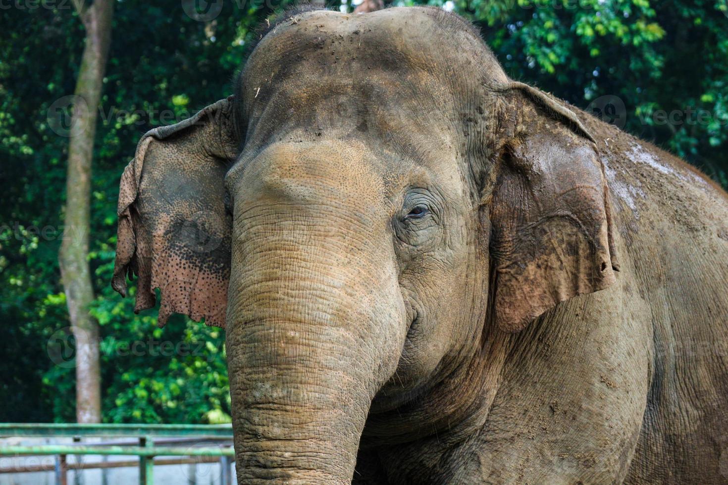 vicino su foto di Sumatra elefante elefa maximus sumatrano nel il ragunano natura parco o ragunano zoo
