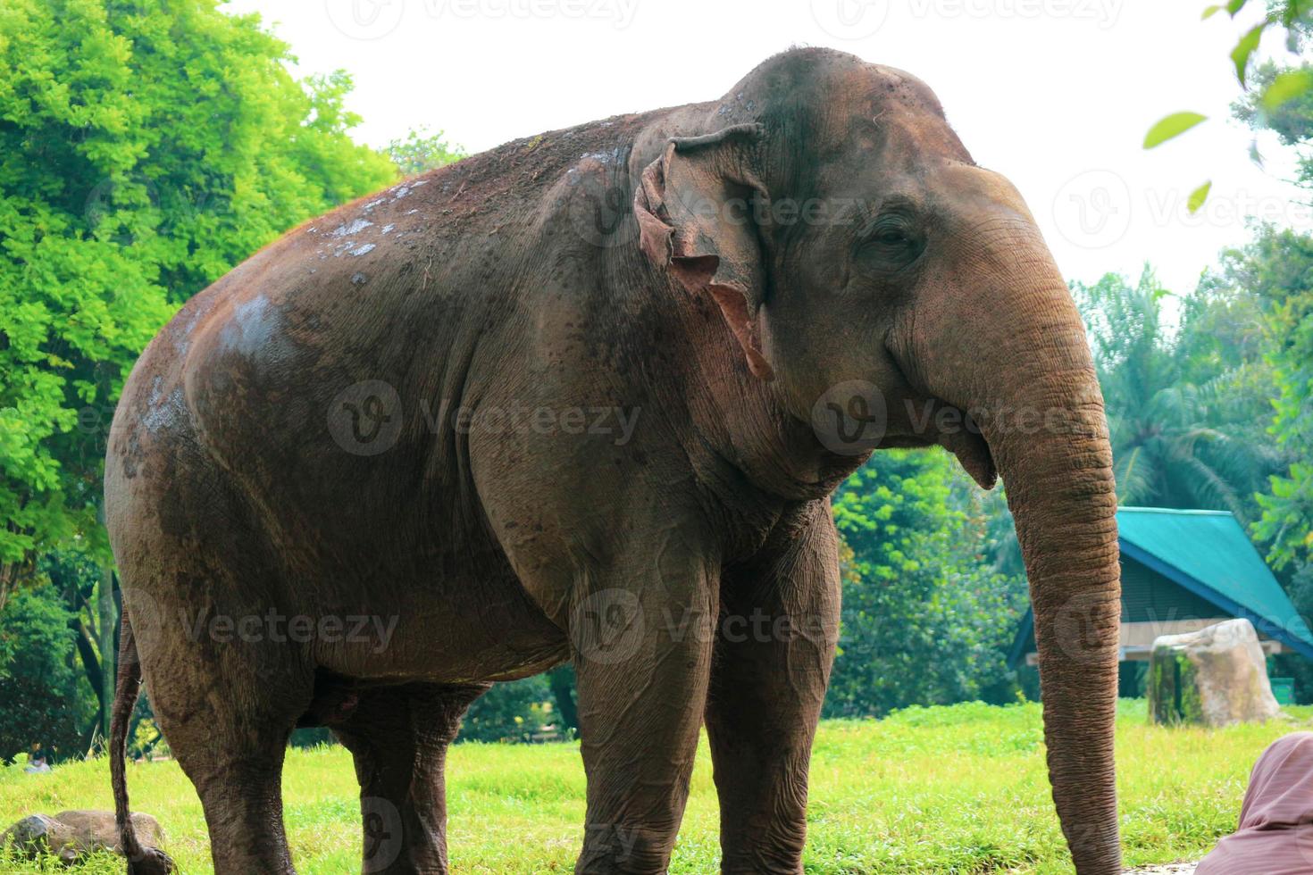 Sumatra elefante elefa maximus sumatrano nel il ragunano natura parco o ragunano zoo foto