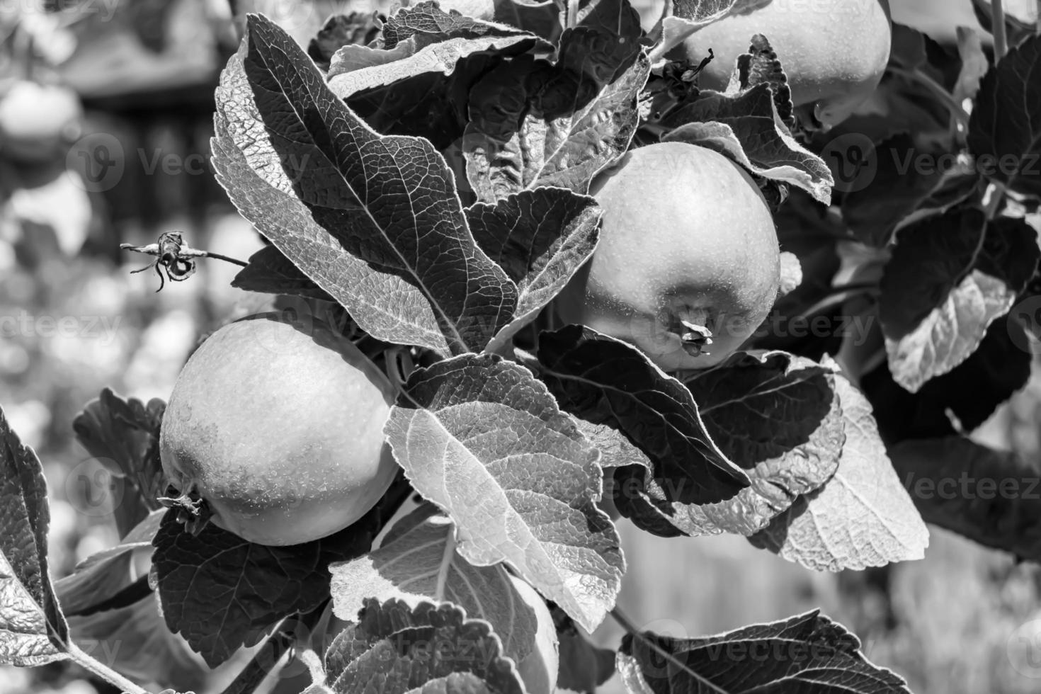 fotografia sul tema bellissimo albero di frutta ramo di melo foto