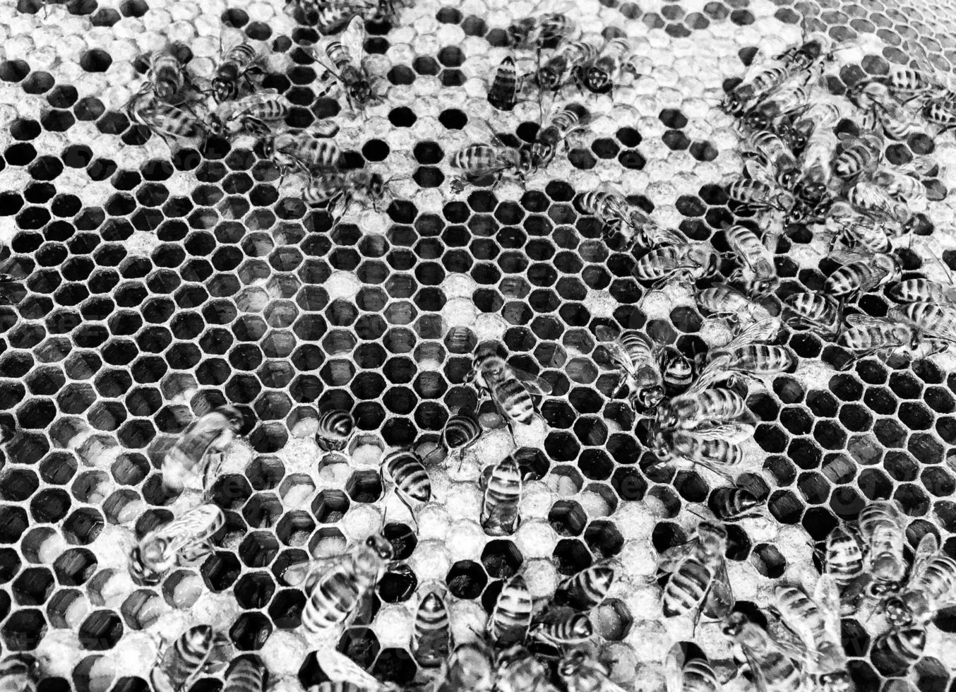 la struttura esagonale astratta è a nido d'ape dall'alveare foto