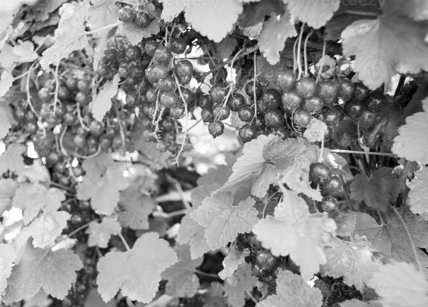 fotografia sul tema bellissimo cespuglio di bacche di ribes nero foto