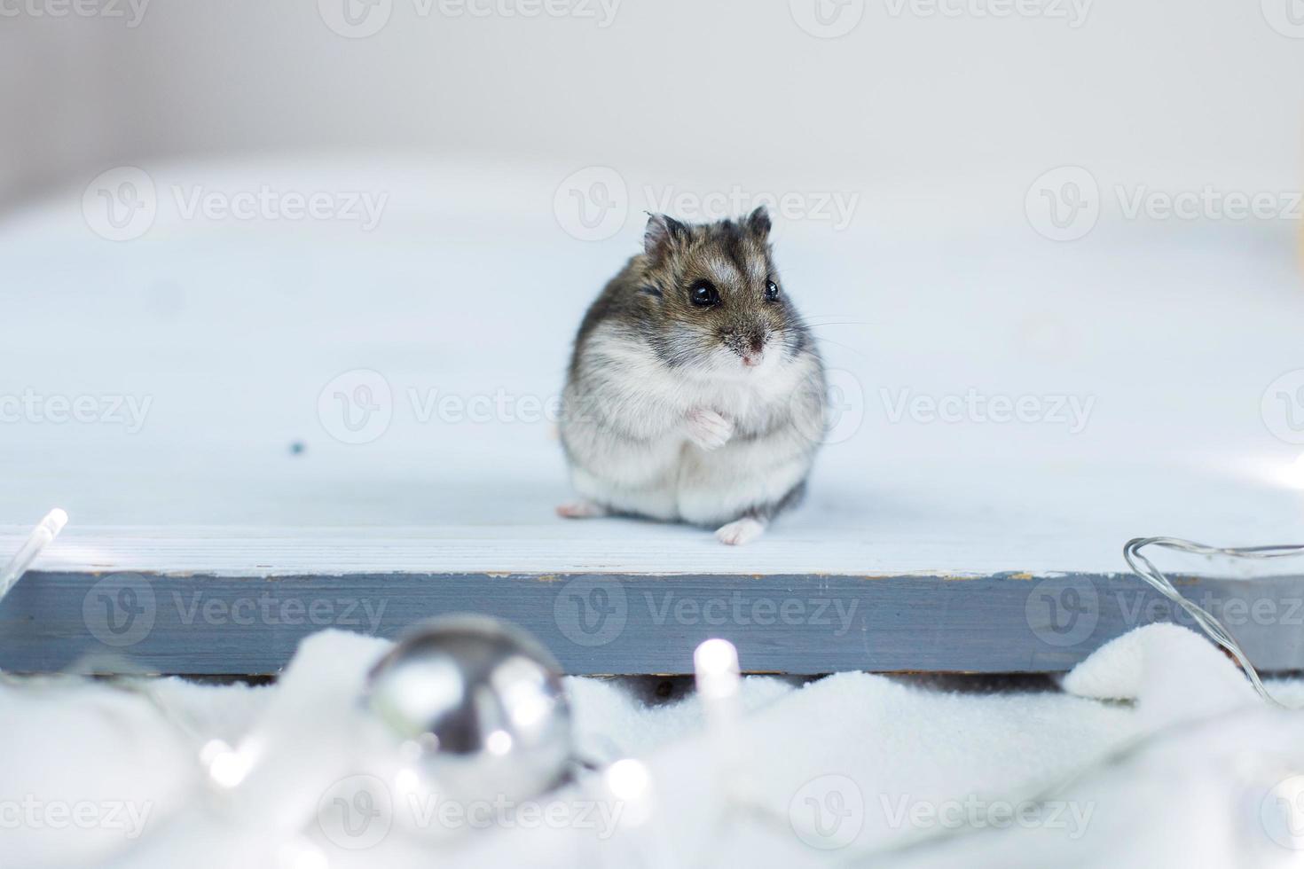 un' poco criceto con un' Natale ghirlanda giocattolo si siede su un' leggero blu di legno sfondo foto