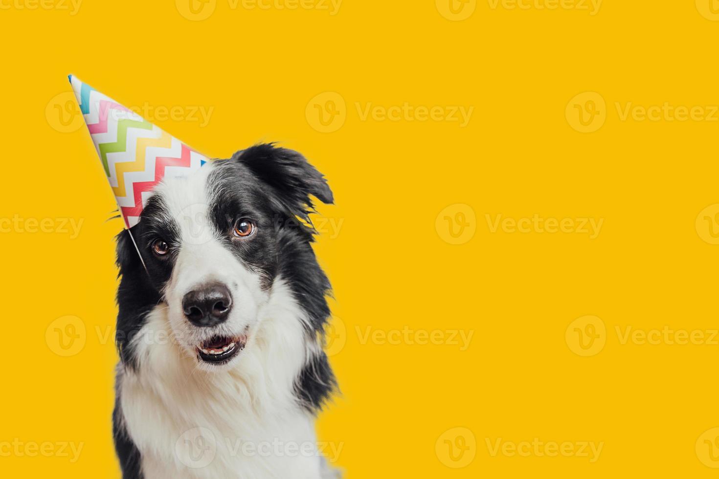 contento compleanno festa concetto. divertente carino cucciolo cane confine collie indossare compleanno sciocco cappello isolato su giallo sfondo. animale domestico cane su compleanno giorno. preparazione per festa. foto