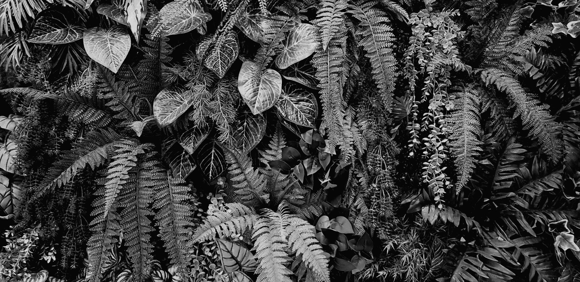 felce, rosso fiore e le foglie sfondo. pianta crescita o natura sfondo nel nero e bianca tono. ornamentale albero per decorazione nel monocromatico stile. bellissimo naturale concetto foto