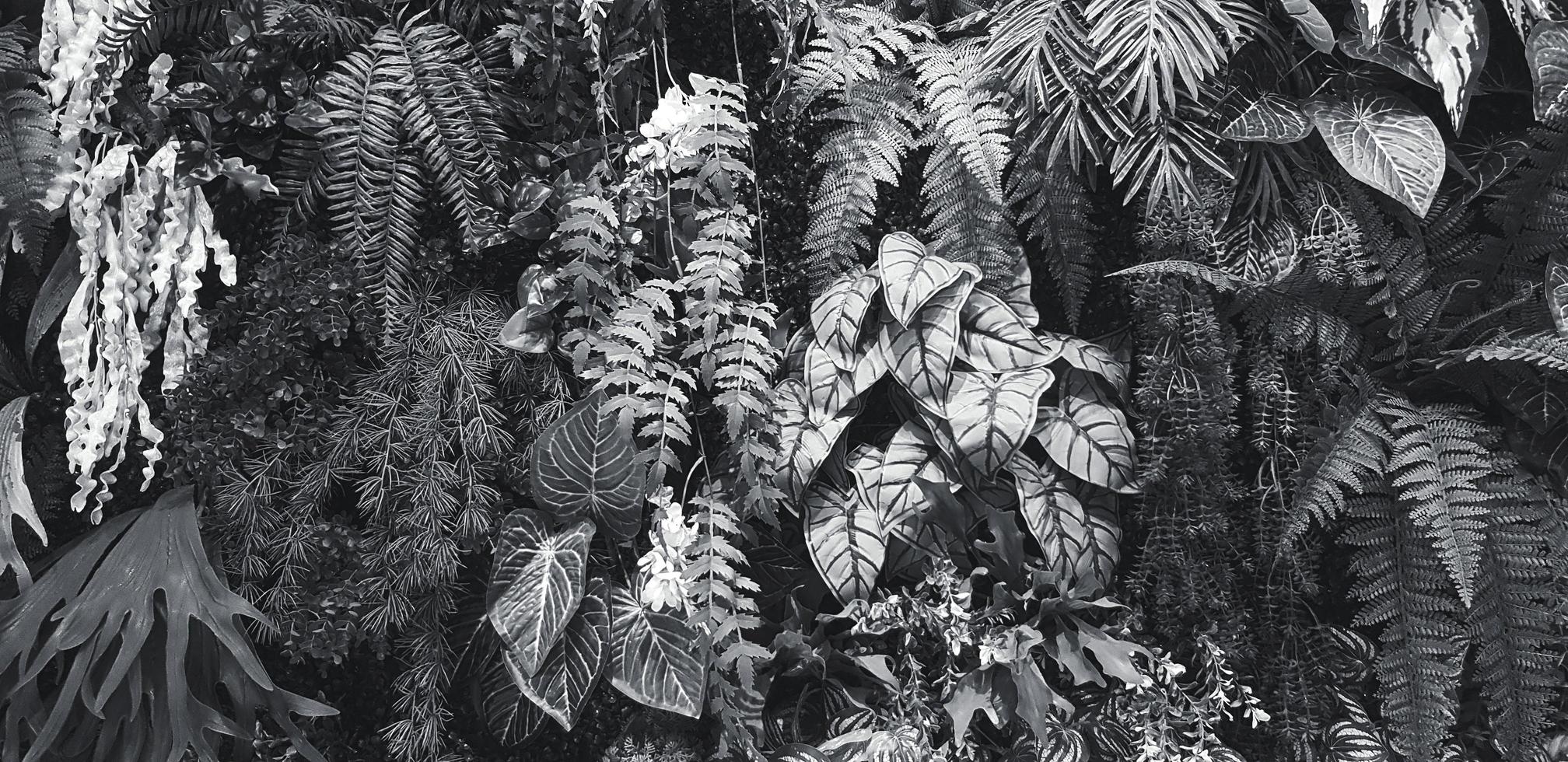 felce, rosso fiore e le foglie sfondo. pianta crescita o natura sfondo nel nero e bianca tono. ornamentale albero per decorazione nel monocromatico stile. bellissimo naturale concetto foto