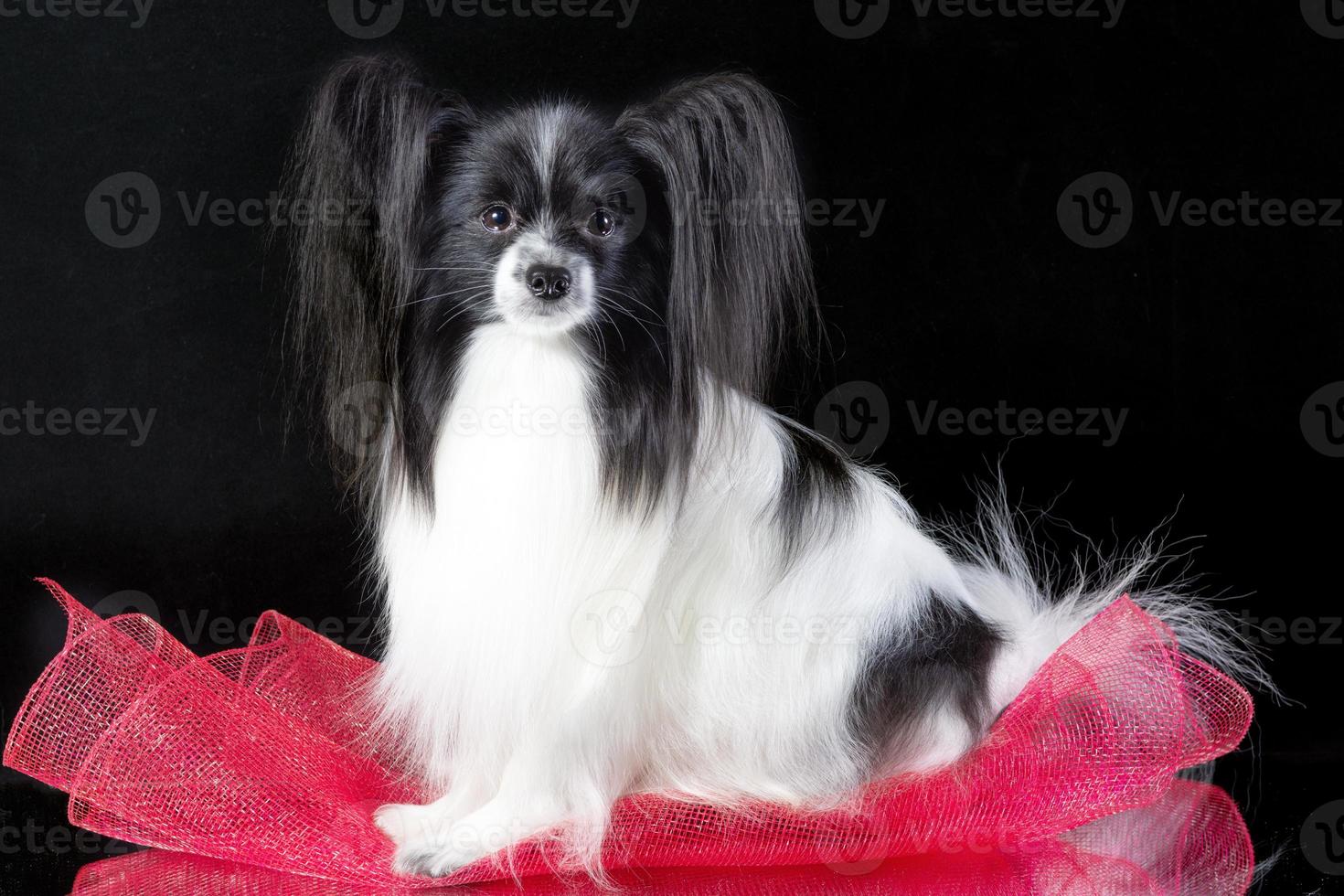 studio tiro di un adorabile papillon seduta e guardare curiosamente foto