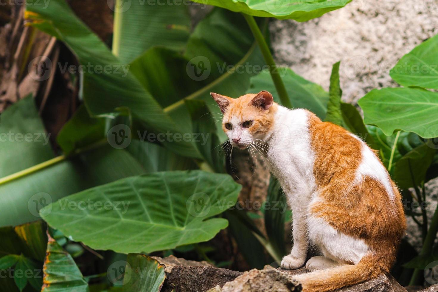 selvaggio rosso gatto seduta su un' pietra foto
