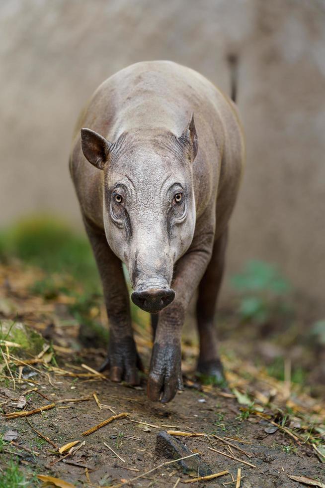 babirusa nel zoo foto