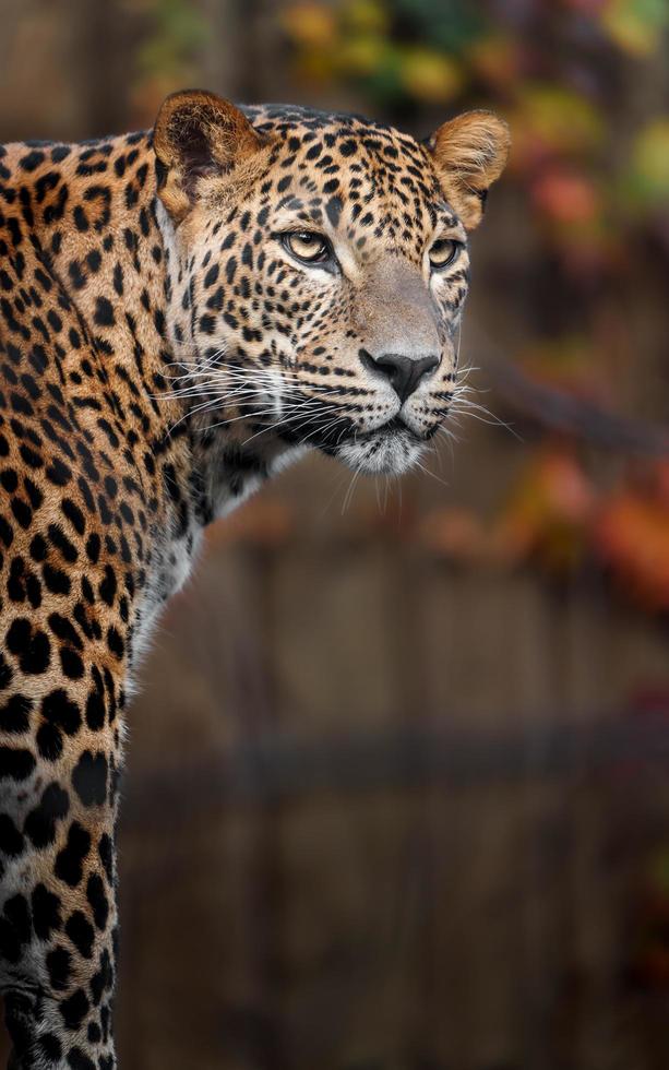 Leopardo dello Sri Lanka foto