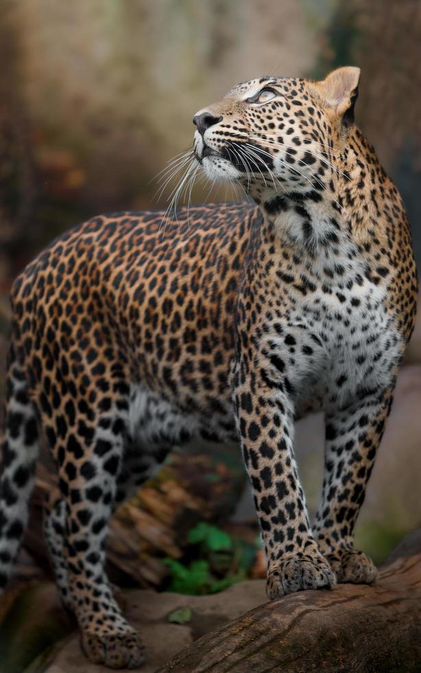 Leopardo dello Sri Lanka foto