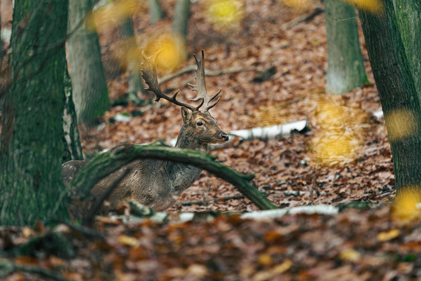 daino europeo foto