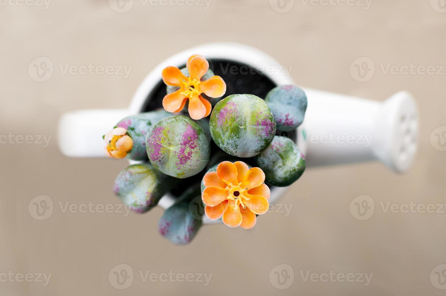 cactus in un vaso di fiori bianchi foto