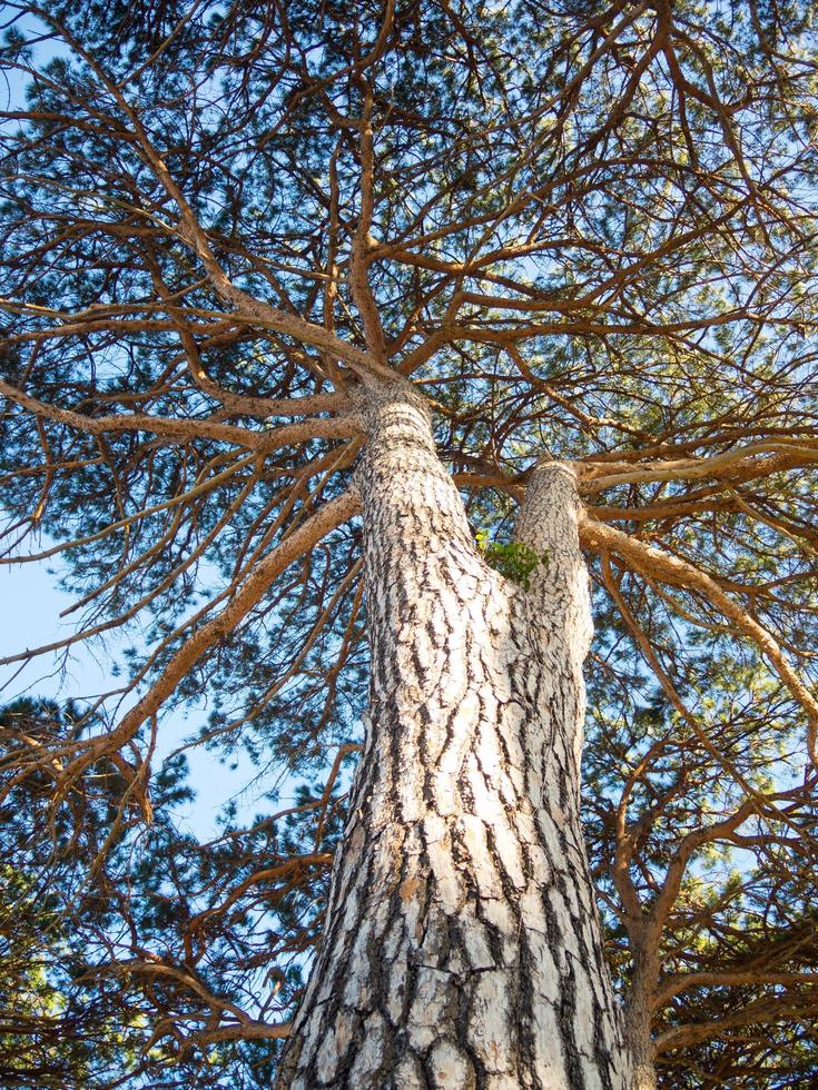 il gigante foresta, famoso per suo gigante sequoia alberi nel Australia foresta. foto