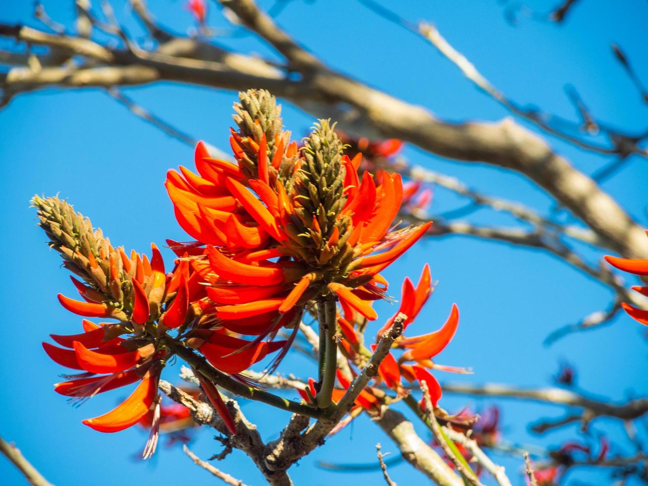 arancia rosso bellissimo erythrina fiori su il albero, è un' genere di fioritura impianti nel il pisello famiglia, favole. foto