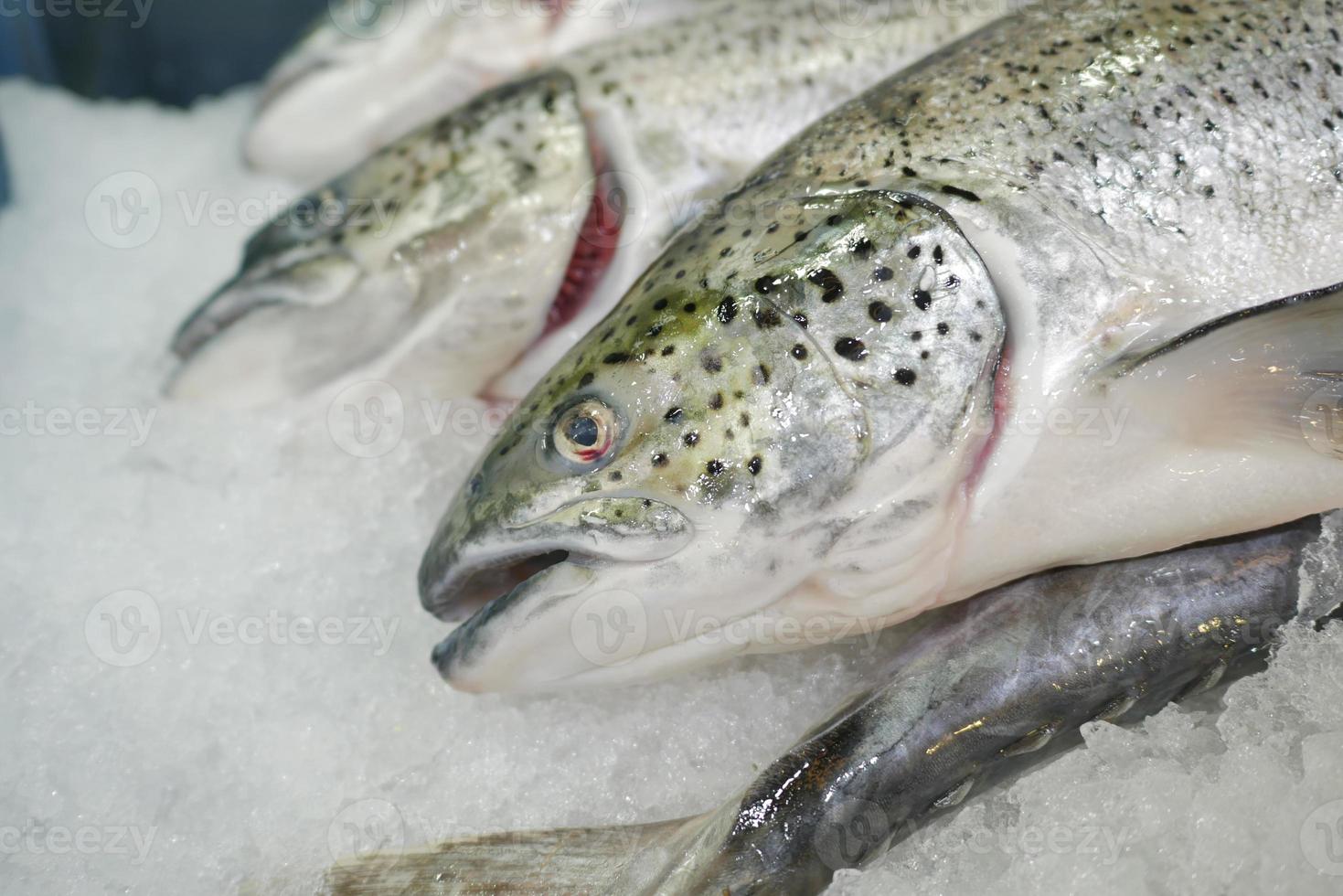 crudo tonno pesce su ghiaccio vicino su foto