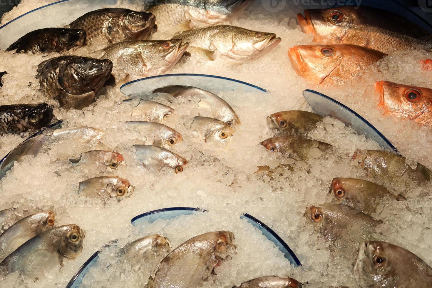 fresco pesce nel ghiaccio a Locale mercato negozio foto