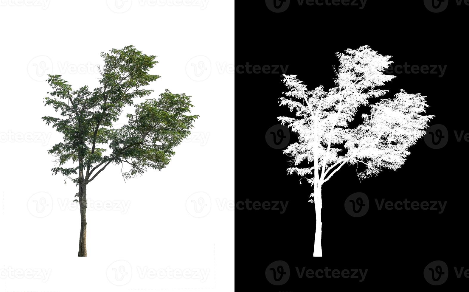 singolo albero con ritaglio sentiero e alfa canale su nero sfondo foto