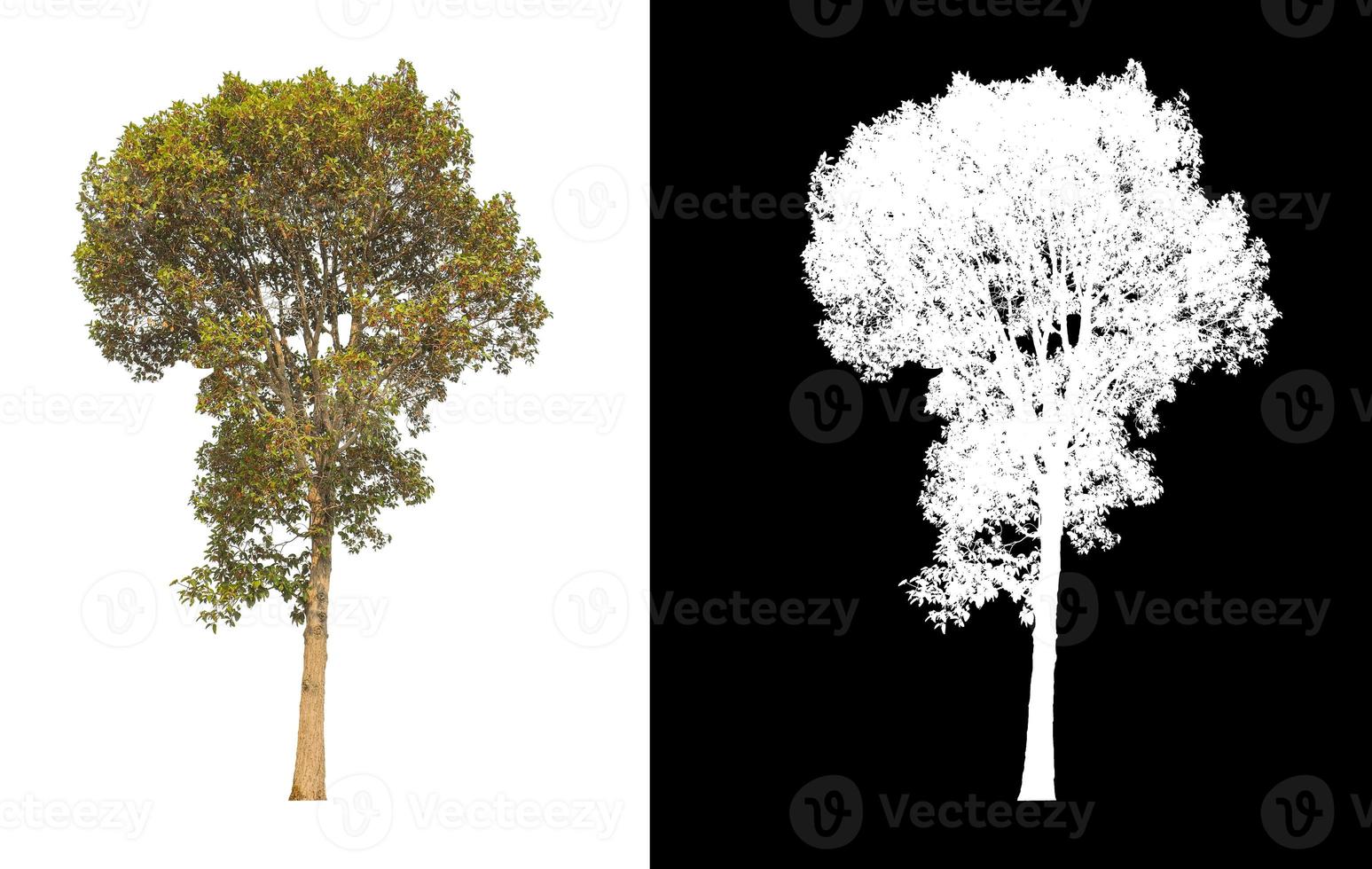 singolo albero con ritaglio sentiero e alfa canale su nero sfondo foto